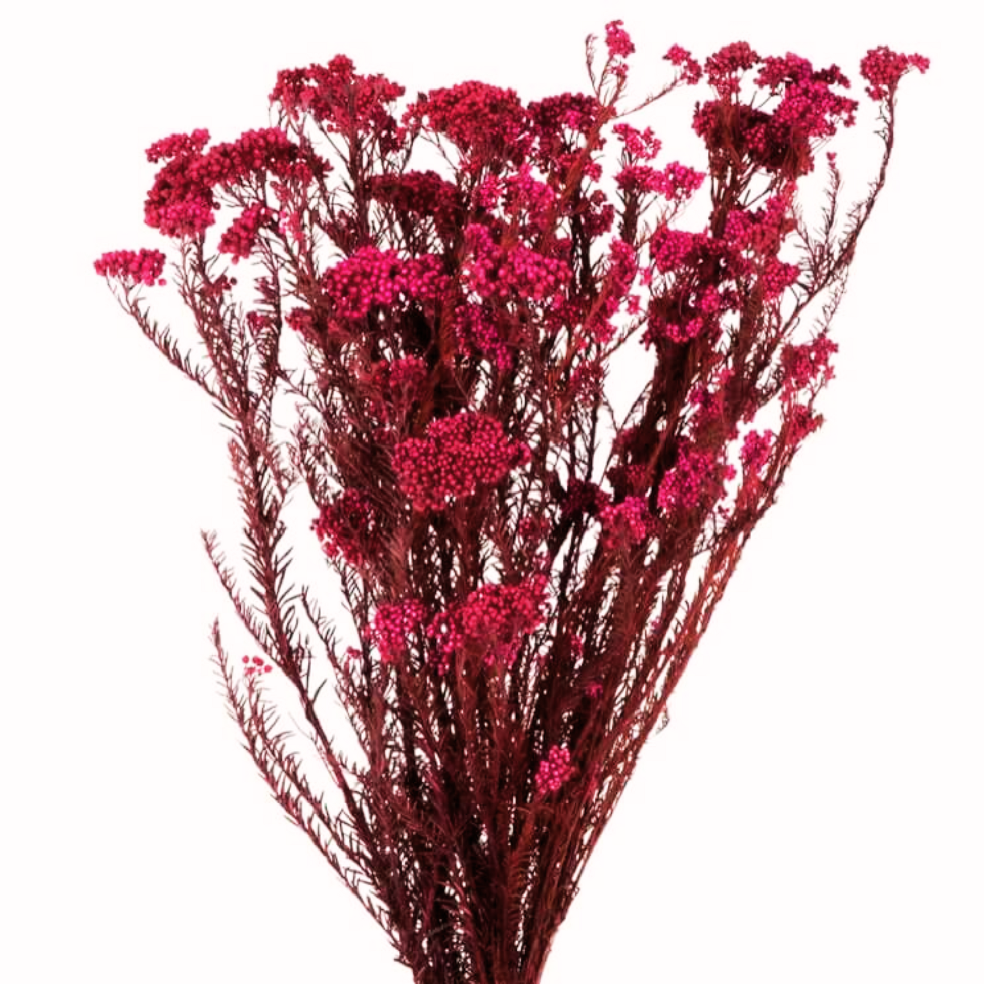 Diosmi Preservato - Rosso - Piante Fiori Stabilizzati veri Naturali - Bouquet - Flordek nature