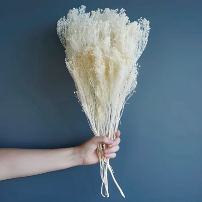 Broom Preservato - Bianco - Piante Fiori Stabilizzati veri Naturali - Bouquet - Flordek nature