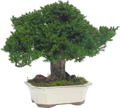 Bonsai Juniperus Stabilizzato - Flordek nature