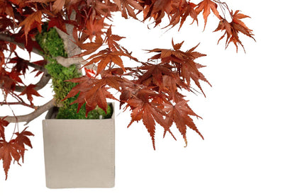 Bonsai di Acero Giapponese Stabilizzato - Flordek nature