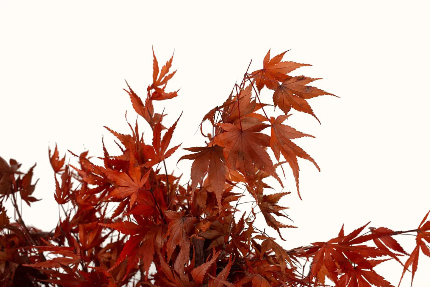 Bonsai di Acero Giapponese Stabilizzato - Flordek nature