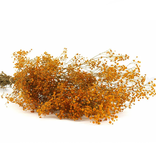 Gypsophila Preservata - Arancione - Piante Fiori Stabilizzati veri Naturali - Bouquet - Flordek nature