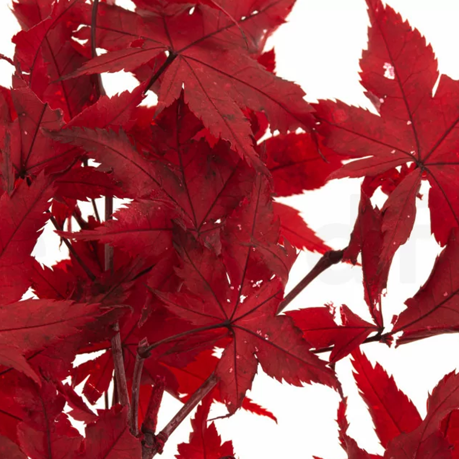 Acero Stabilizzato, Rami e foglie preservate colorazione Rosso Fuoco - Bouquet - Flordek nature