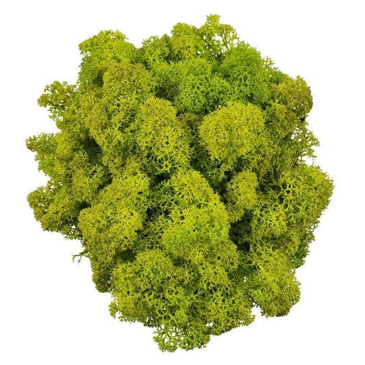 Lichene Stabilizzato - Verde Lime - Vari formati - Flordek nature