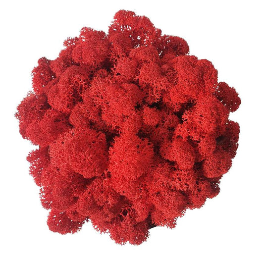 Lichene Stabilizzato - Rosso - 100gr - Flordek nature
