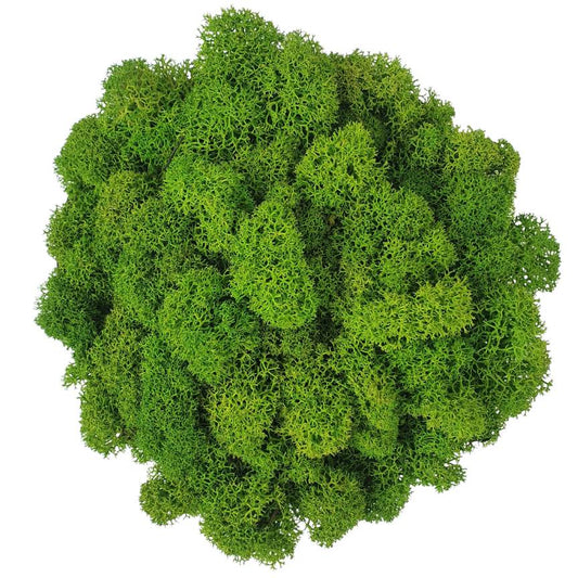 Lichene Stabilizzato - Verde Nature - Vari Formati - Flordek nature