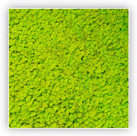 Quadro con Lichene Stabilizzato - Verde Lime - 30x30 - Flordek nature