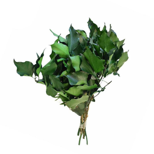 Edera Stabilizzata - Verde - Bouquet - Flordek nature