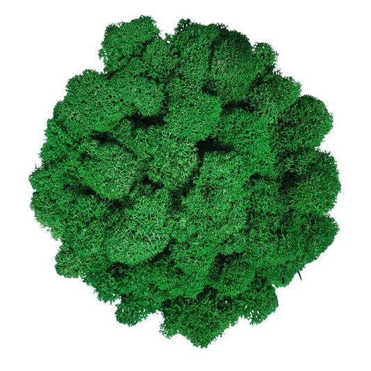Lichene Stabilizzato - Verde Scuro - Vari formati - Flordek nature