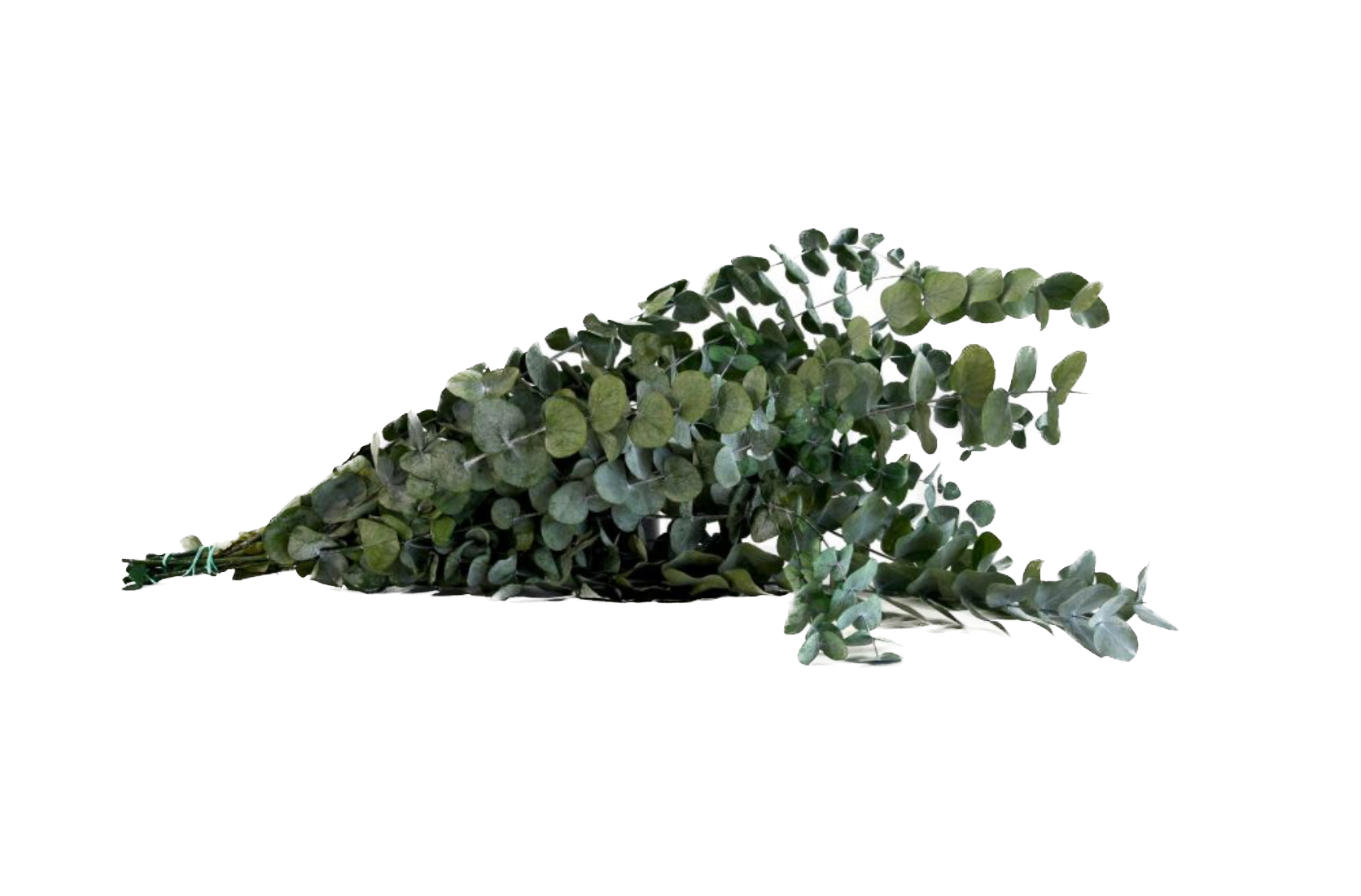 Eucalipto Cinerea Stabilizzato - Verde - Bouquet - Flordek nature
