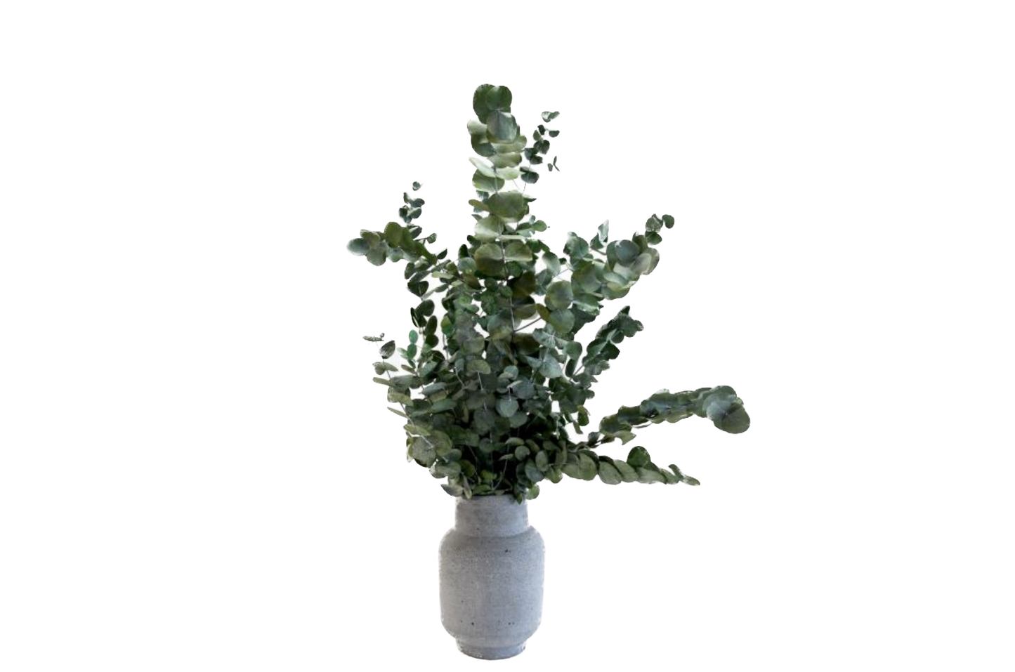 Eucalipto Cinerea Stabilizzato - Verde - Bouquet - Flordek nature