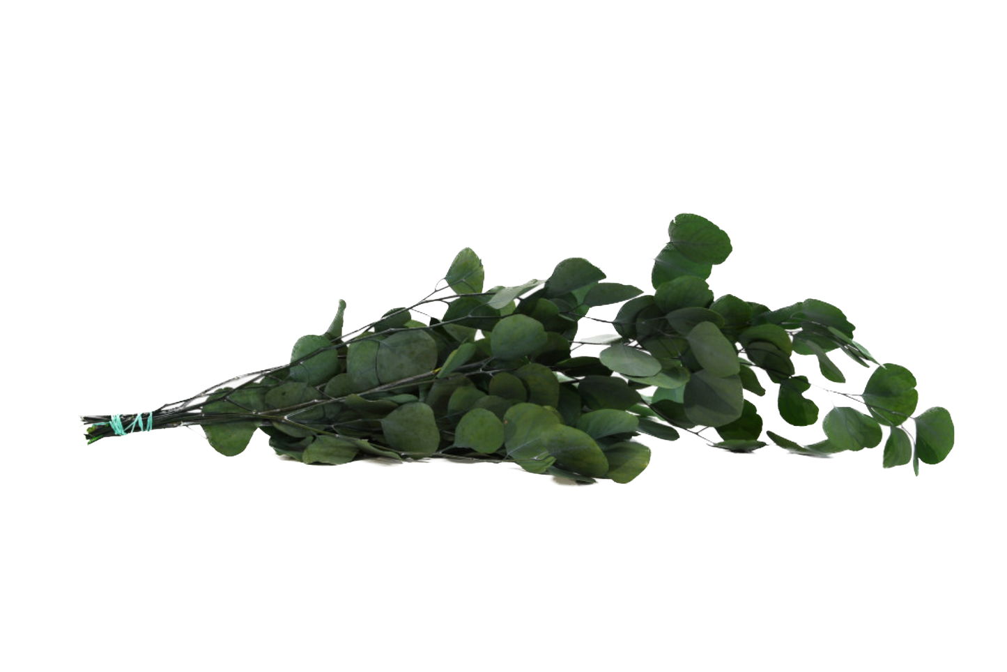 Eucalipto Populus Stabilizzato - Verde - Bouquet - Flordek nature
