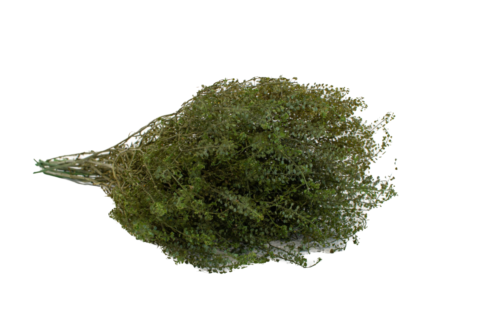 Lepidium Stabilizzato - Verde - Bouquet - Flordek nature