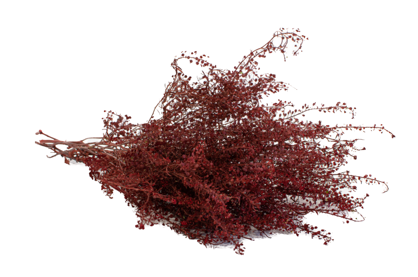 Lepidium Stabilizzato - Rosso - Bouquet - Flordek nature