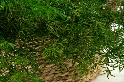 Asparagus Sprengeri Stabilizzato Verde - Bouquet - Flordek nature