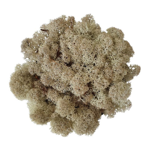 Lichene Stabilizzato - Crema - 100gr - Flordek nature
