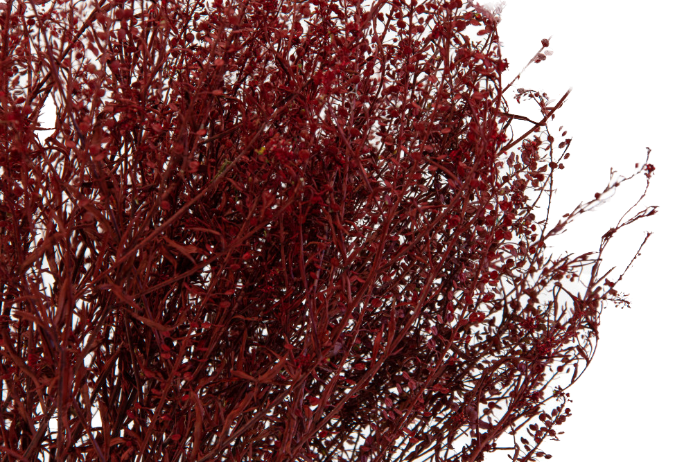 Lepidium Stabilizzato - Rosso - Bouquet - Flordek nature