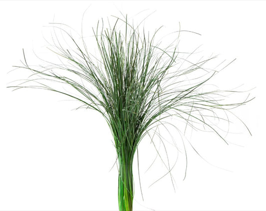 Bear Grass Verde Lungo Stabilizzato - Bouquet - Flordek nature