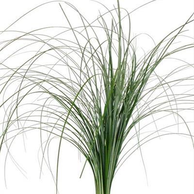 Bear Grass Verde Lungo Stabilizzato - Bouquet - Flordek nature